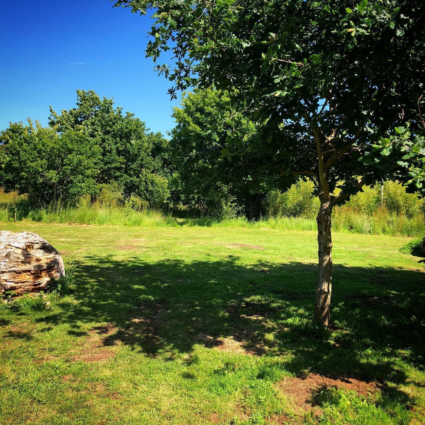 A sunny green field with trees and a large rock under a clear blue sky.