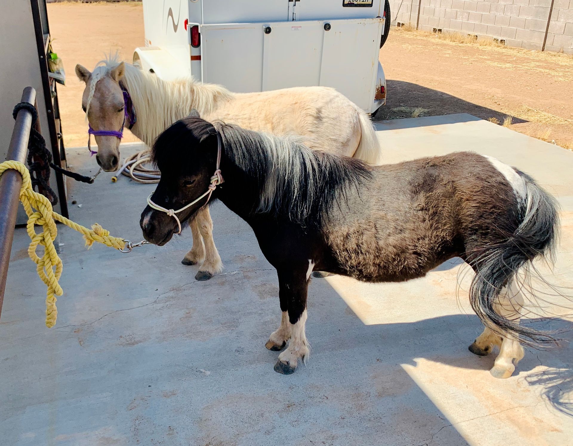 two small horses are standing next to each other in a parking lot