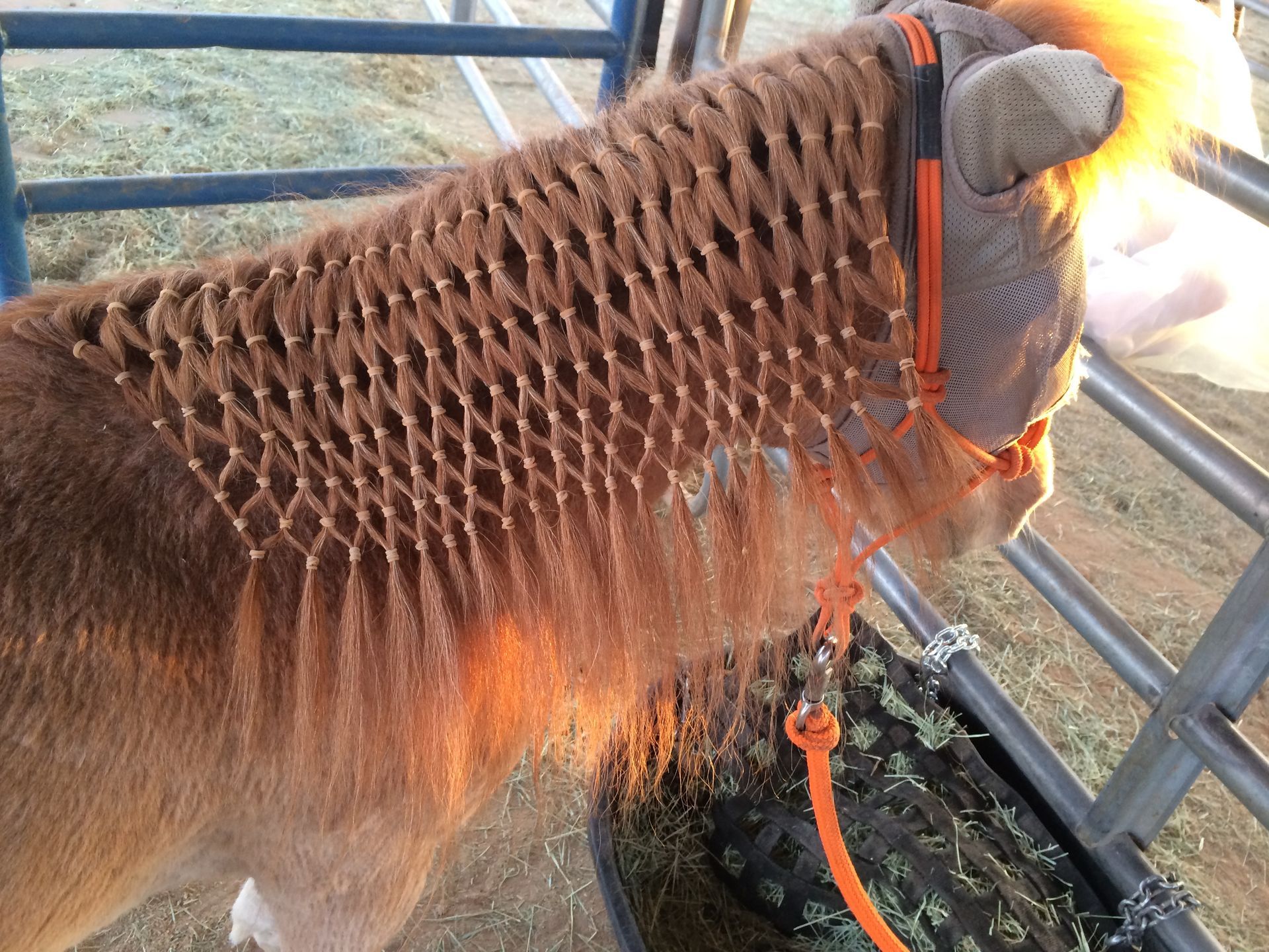 a close up of a horse 's head with a bridle on it .