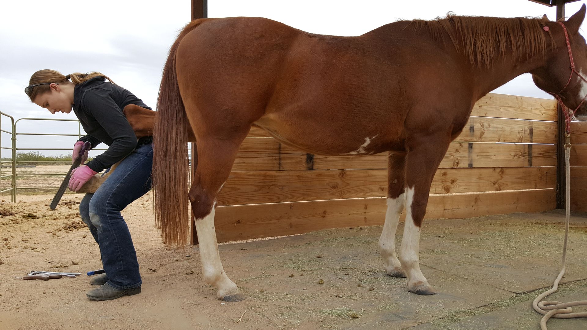 A woman is standing next to a brown horse