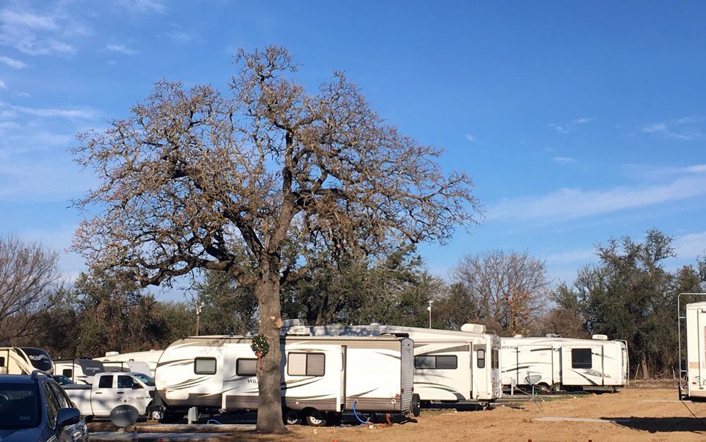 A row of rvs are parked under a tree in a parking lot.