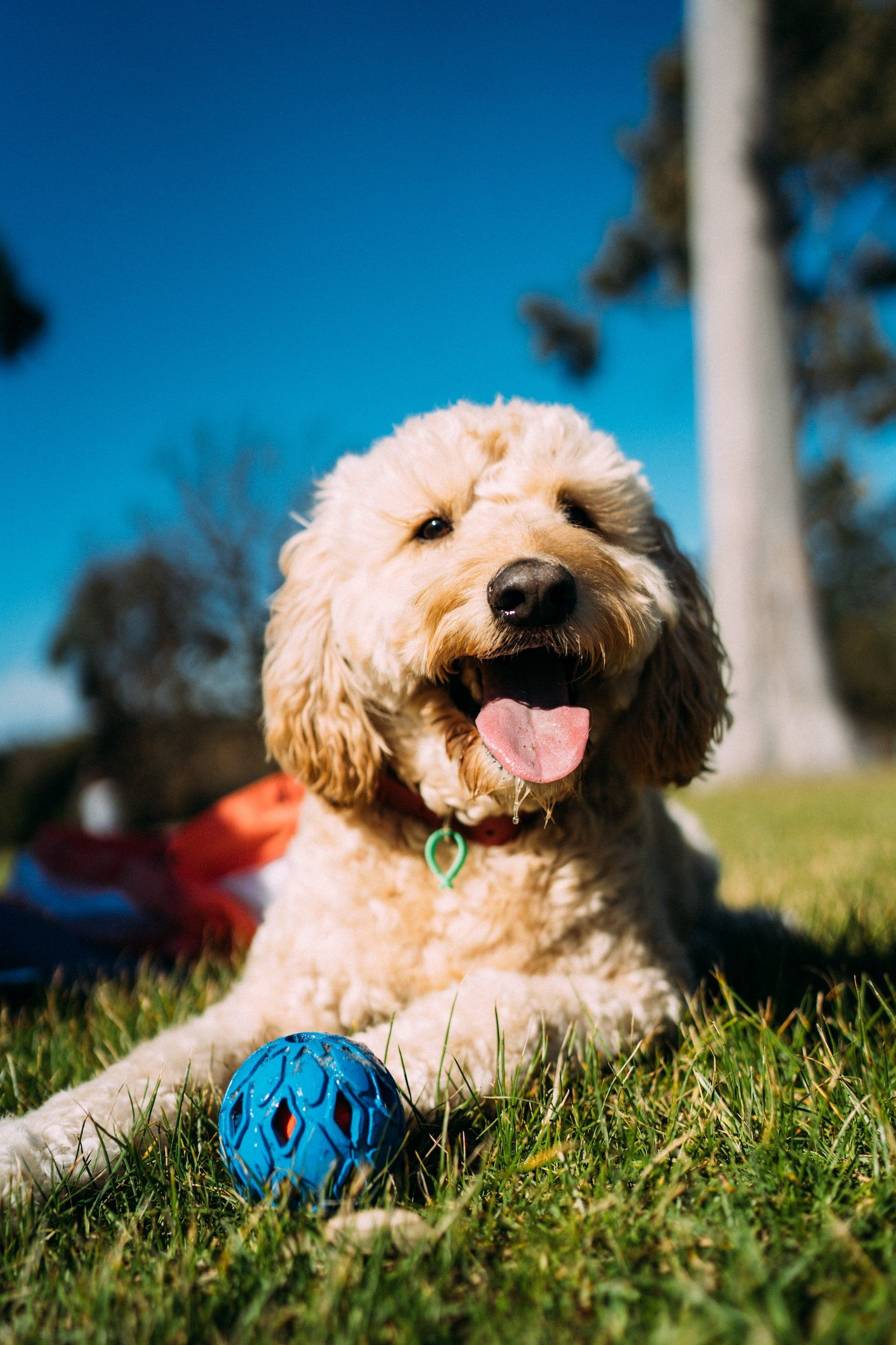 puppy playing fetch