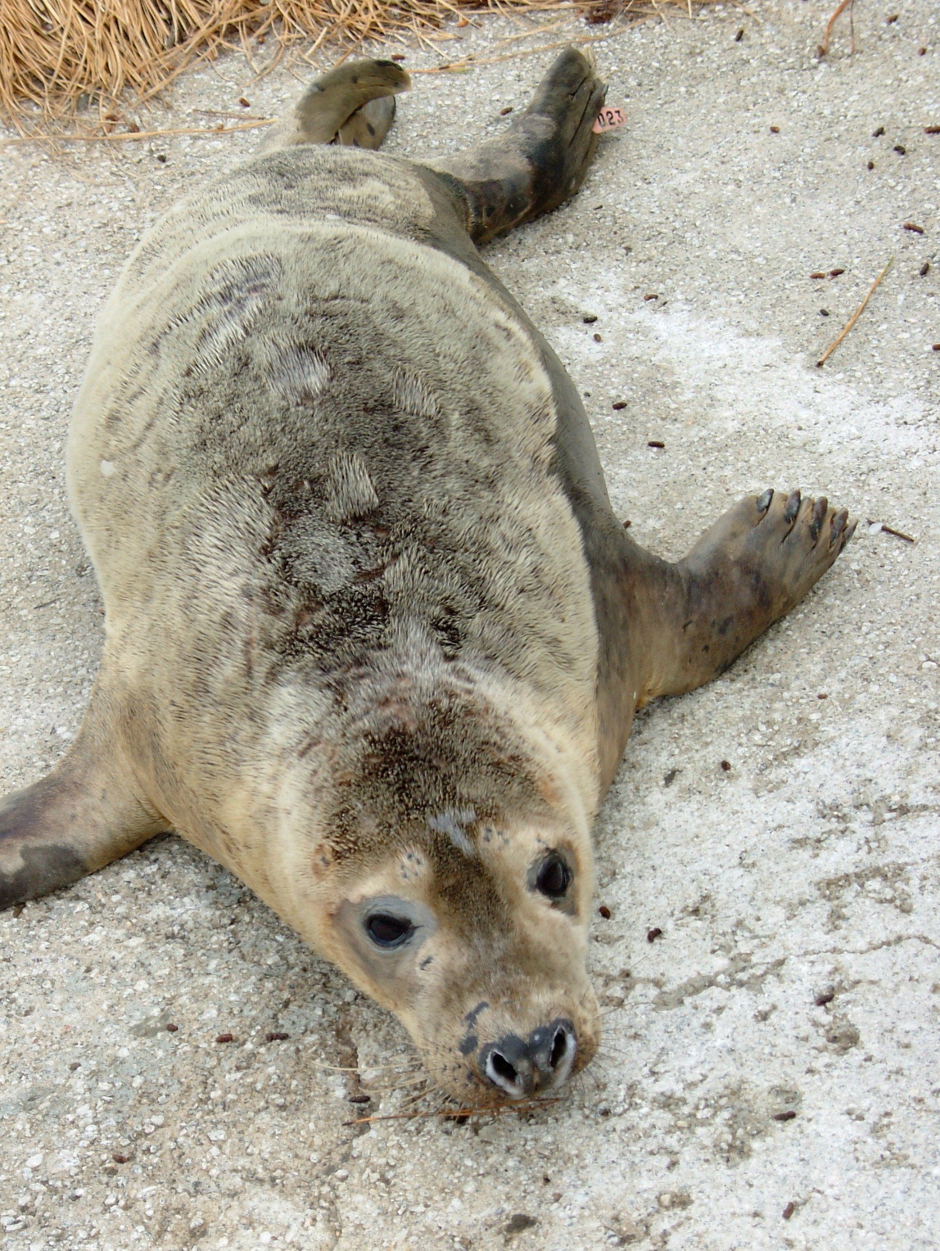 Gweek Seal Sanctuary