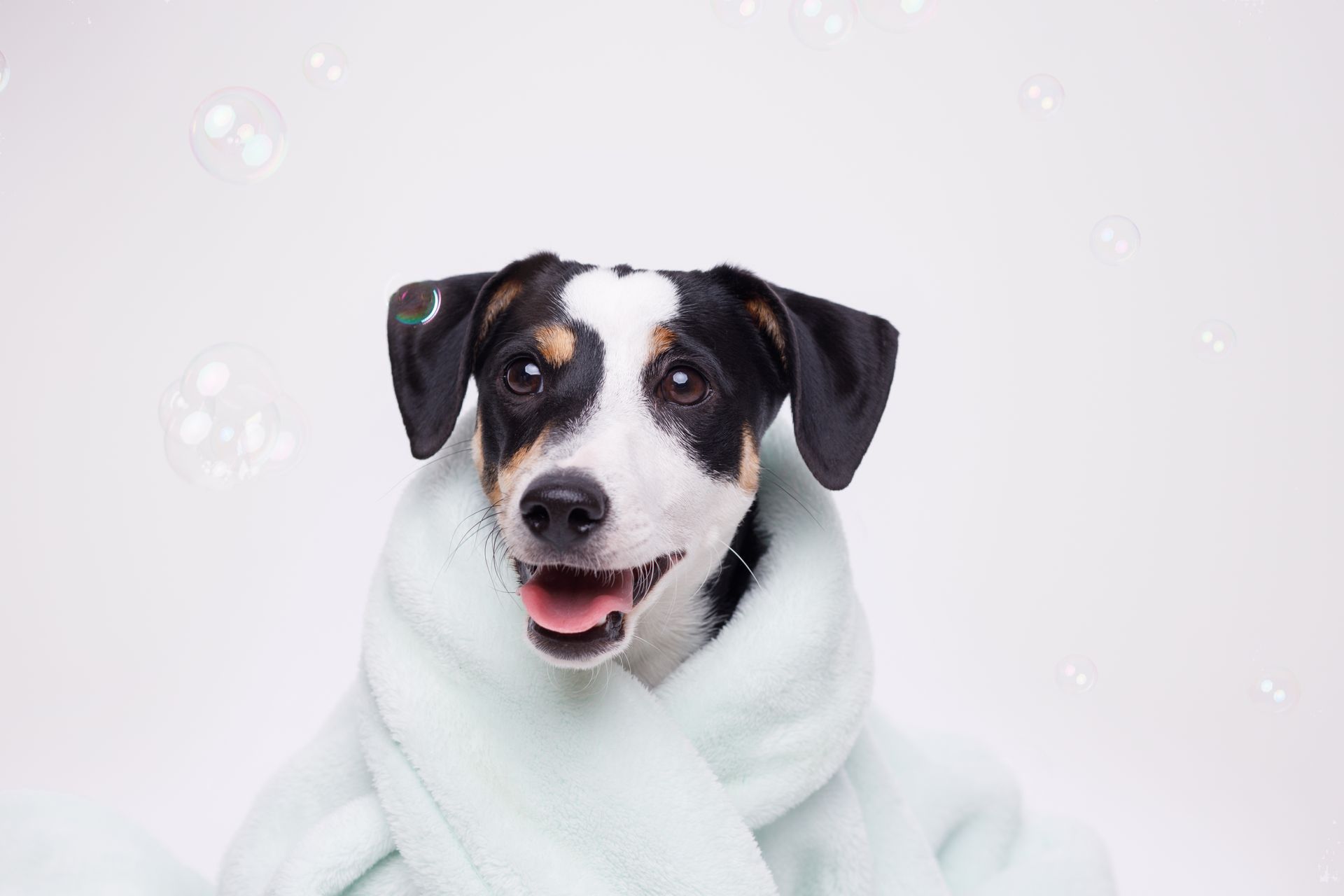 Pet Cleaning Clarington | Dog Bath Clarington