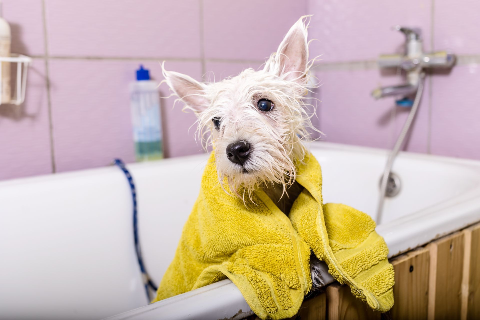Dog Groomer Newcastle | Dog Grooming Newcastle