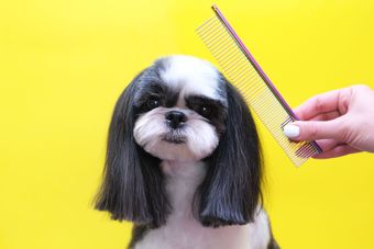 Full Dog Grooming Newcastle | Puppy Grooming Newcastle