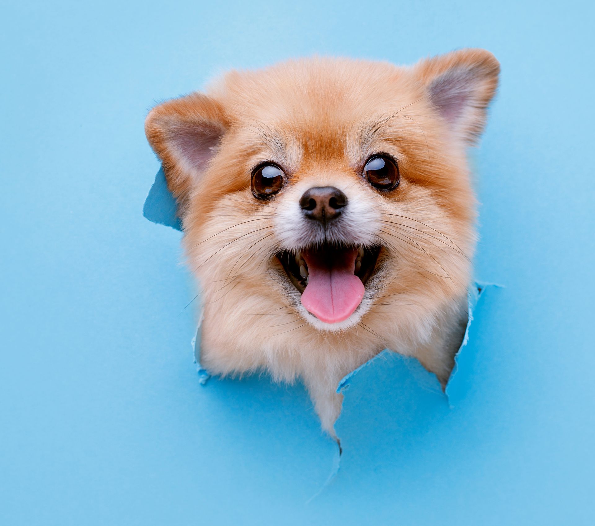 Top Dog Groomer Newcastle | Best Dog Grooming Newcastle