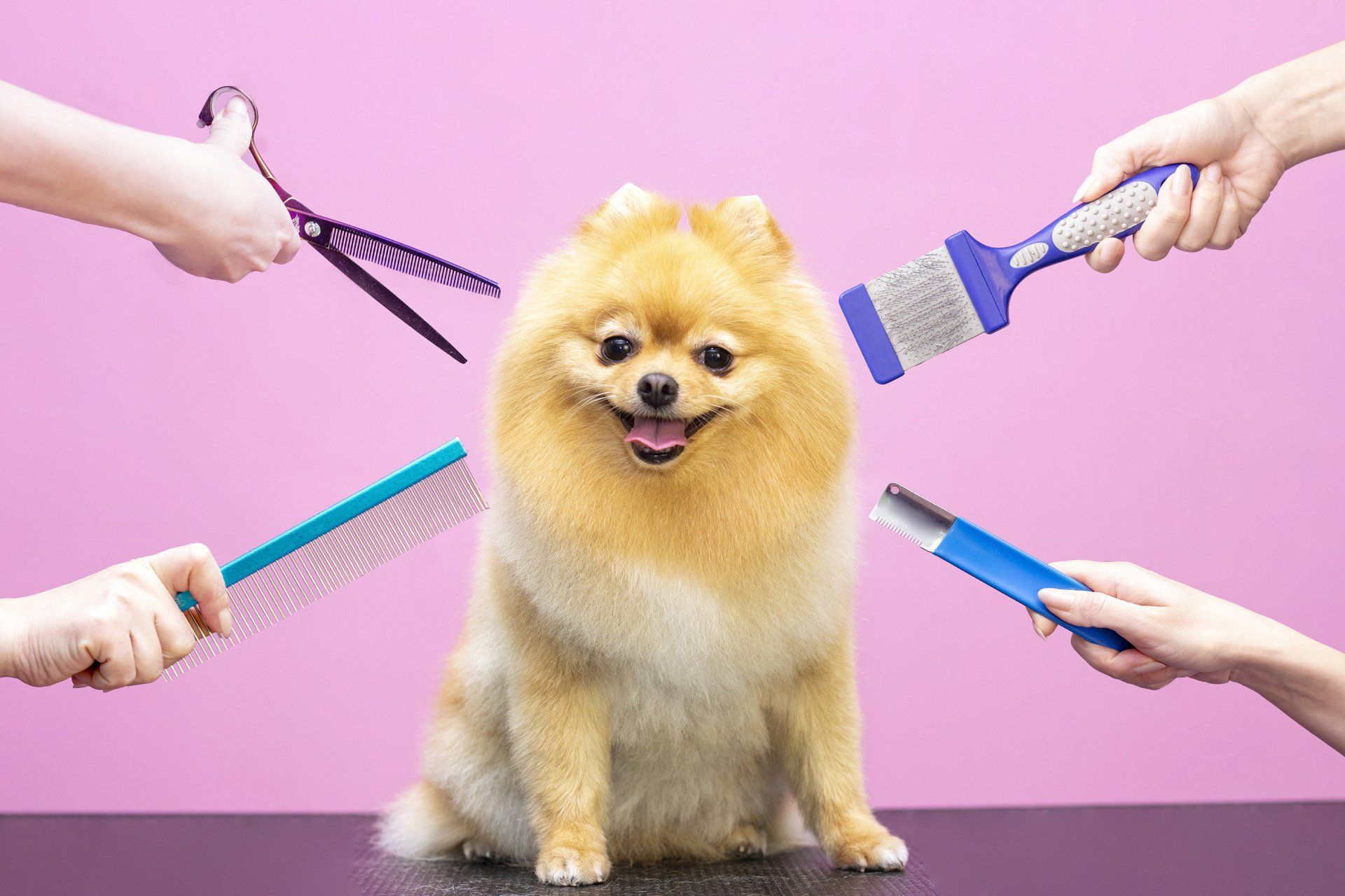 Pet Groomer Newcastle | Pet Grooming Newcastle