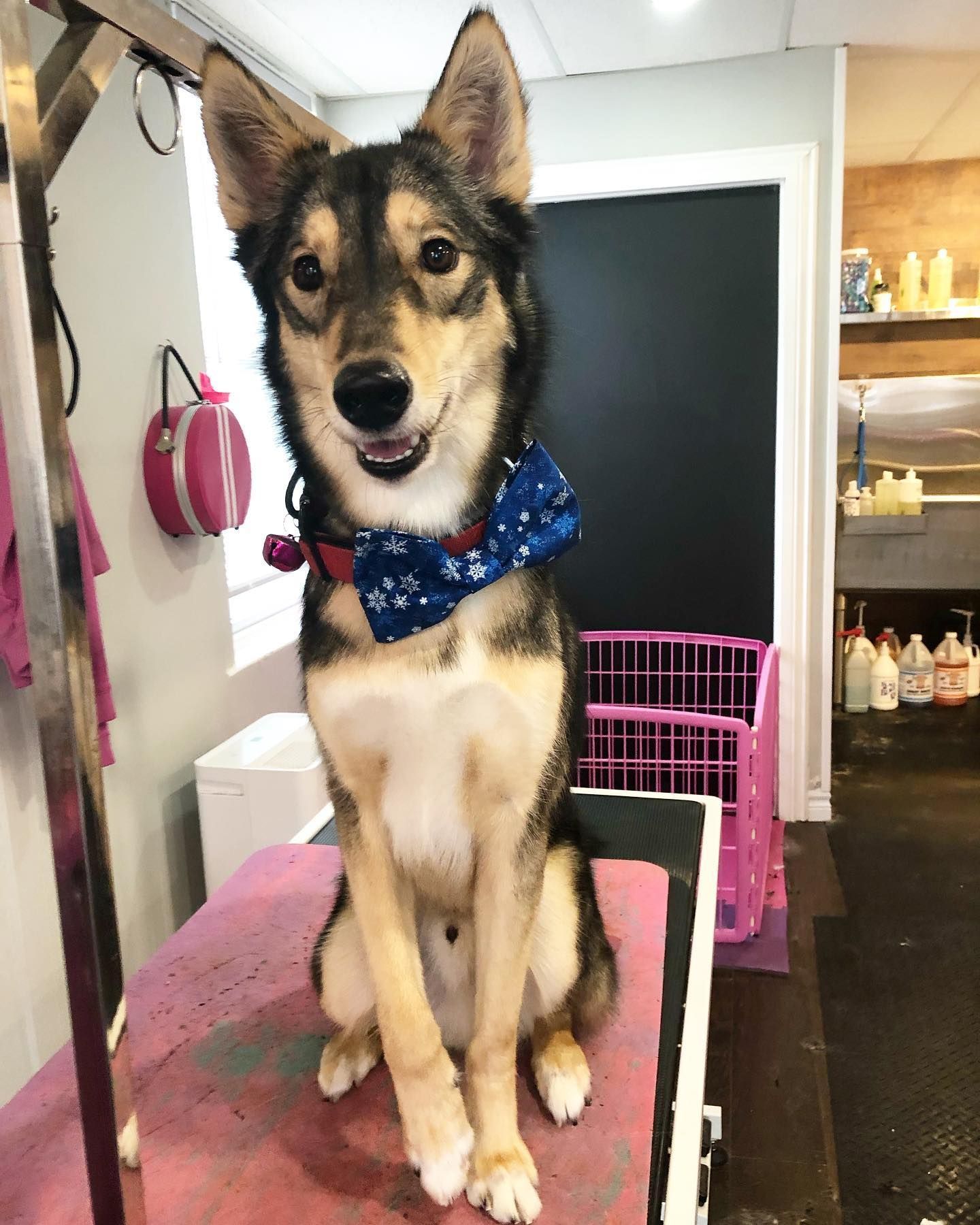 Dog Flea Bath Oshawa | Dog Cleaning Oshawa