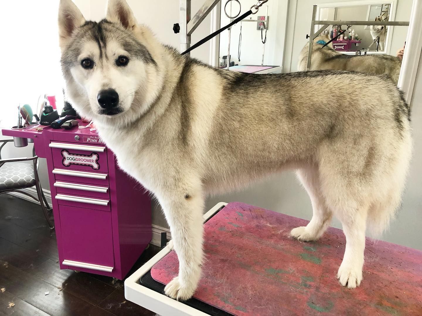 Top Pet Groomer Orono | Best Pet Grooming Orono