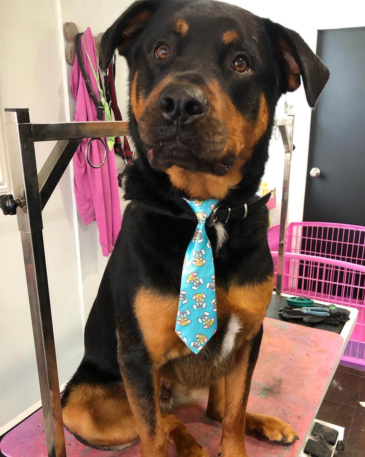 Top Dog Groomer Orono | Best Dog Grooming Orono