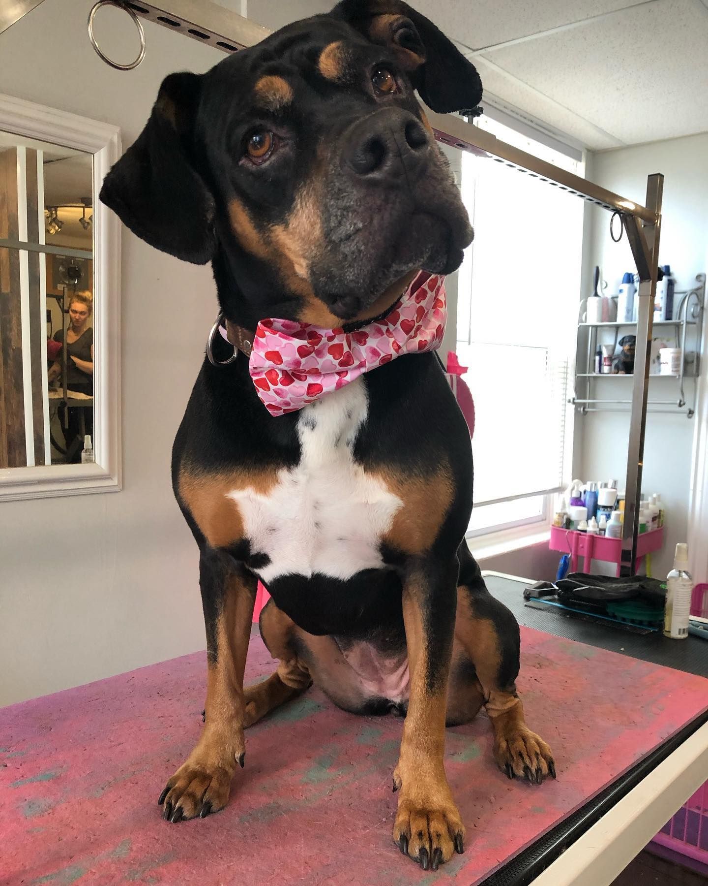 Dog De-Matting Oshawa | Dog Face Trim Oshawa