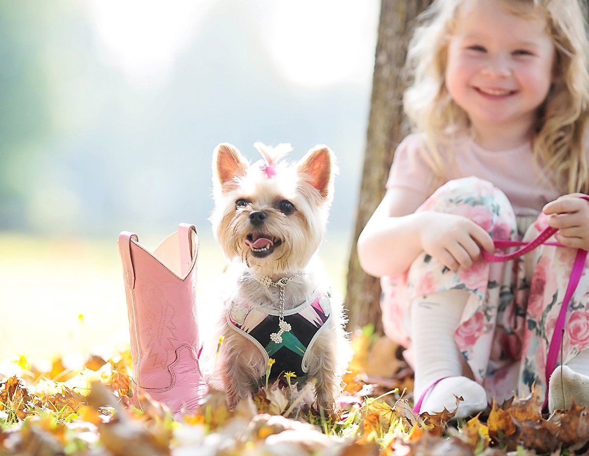 Dog Ear Hair Plucking Newcastle | Dog Teeth Cleaning Newcastle