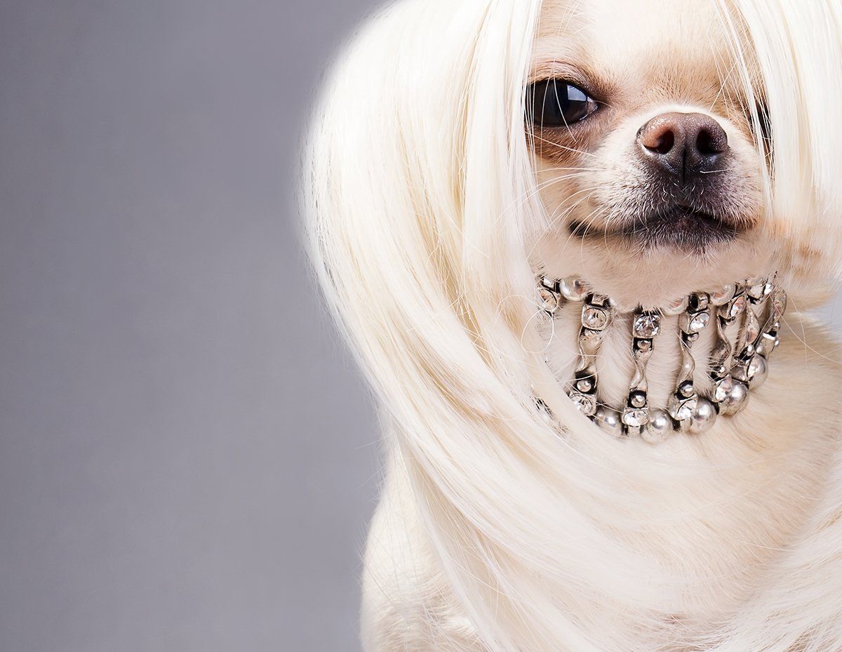 Dog Coat Colouring Newcastle | Dog De-Shedding Newcastle