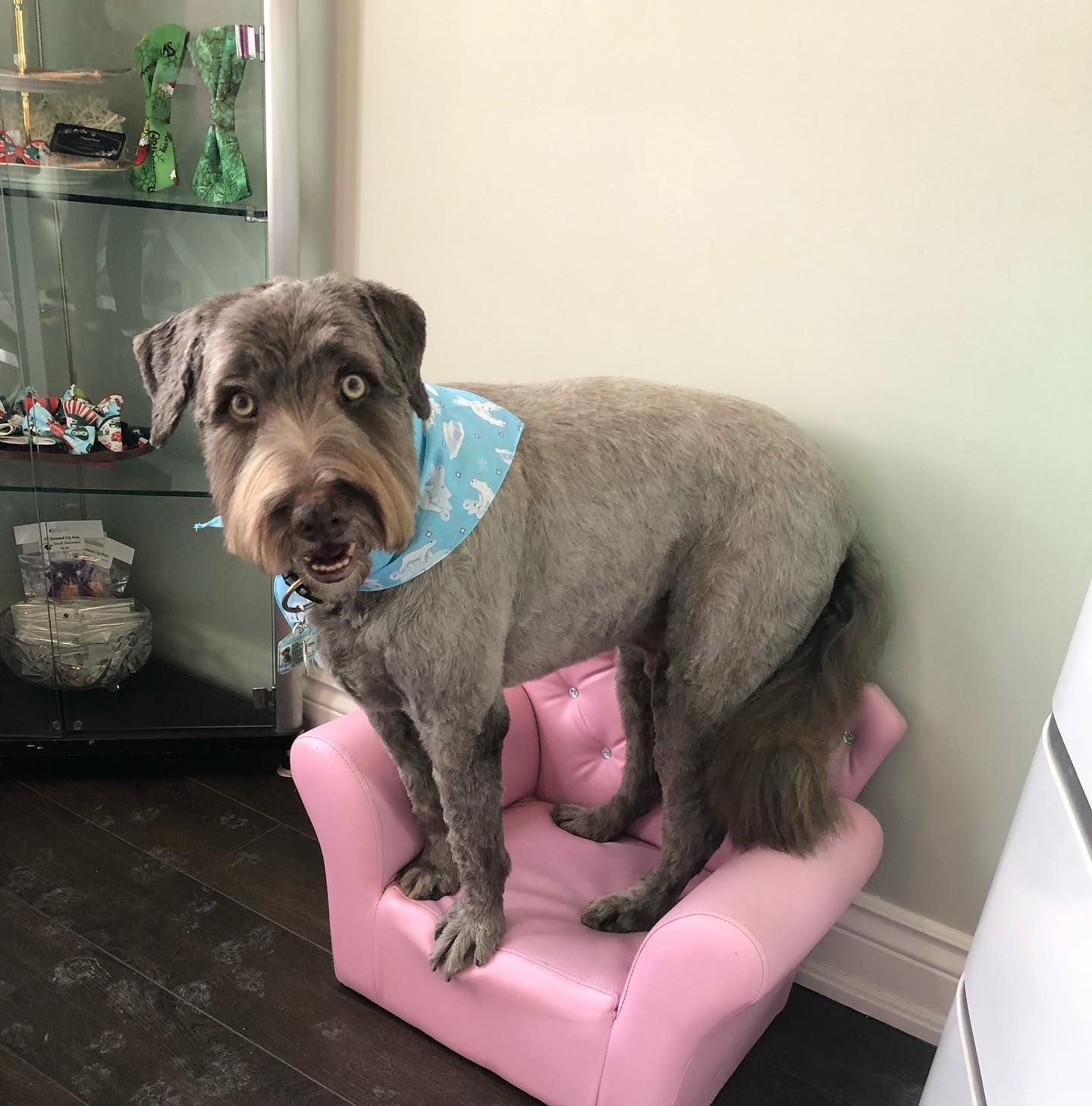 Pet Nail Clipping Orono | Anal Gland Expression Orono