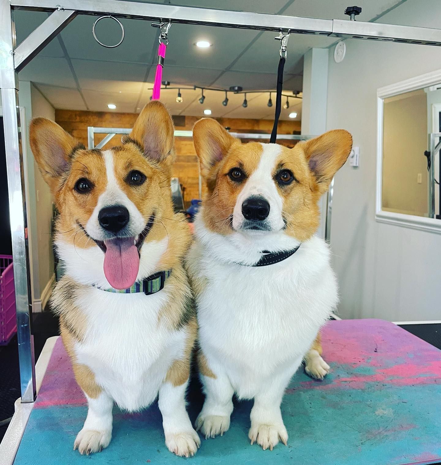 Dog Groomer Orono | Dog Grooming Orono