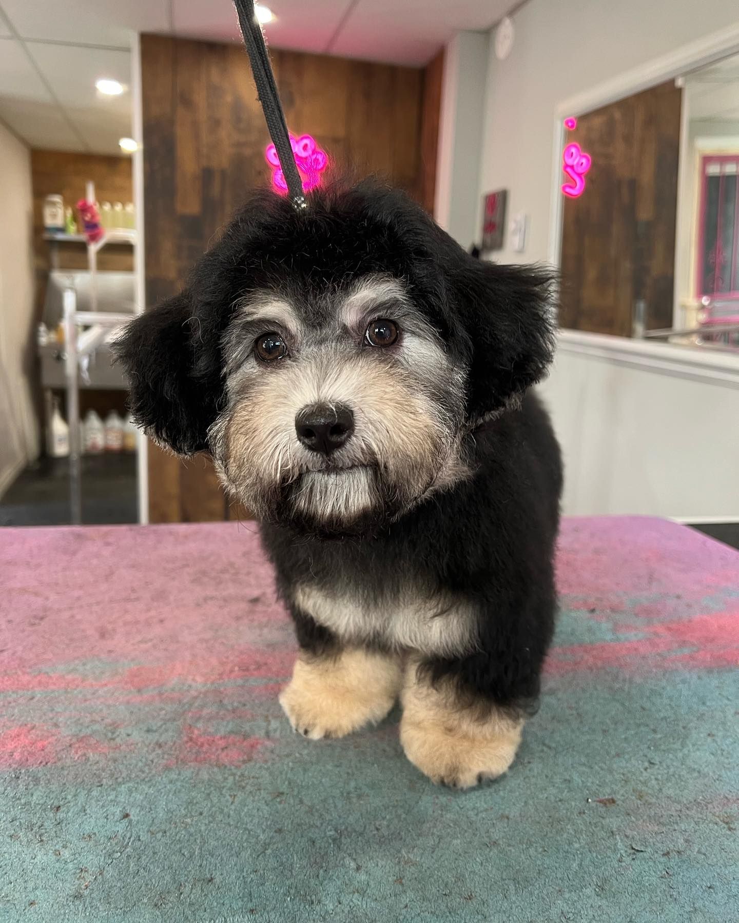 Pet Cleaning Oshawa | Dog Bath Oshawa