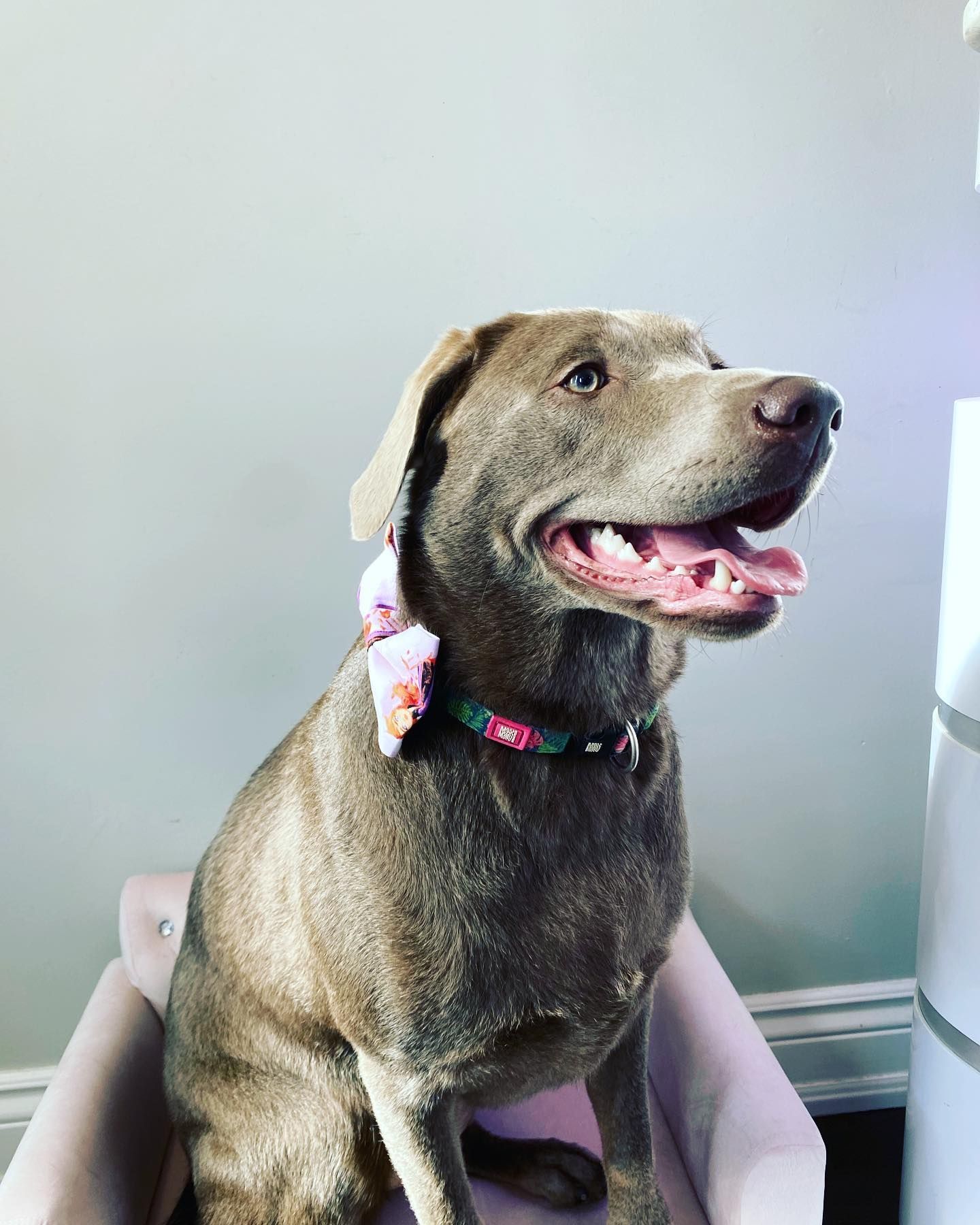 Dog Nail Grinding Oshawa | Dog Skunk Bath Oshawa