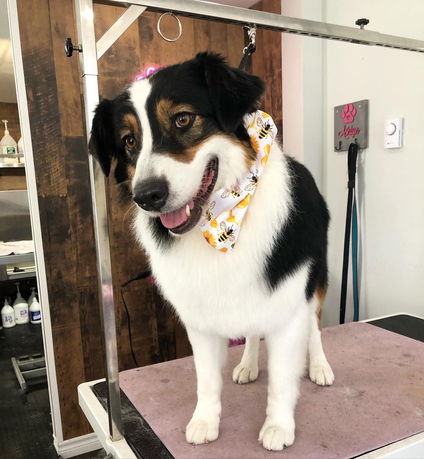 Pet Nail Clipping Oshawa | Anal Gland Expression Oshawa