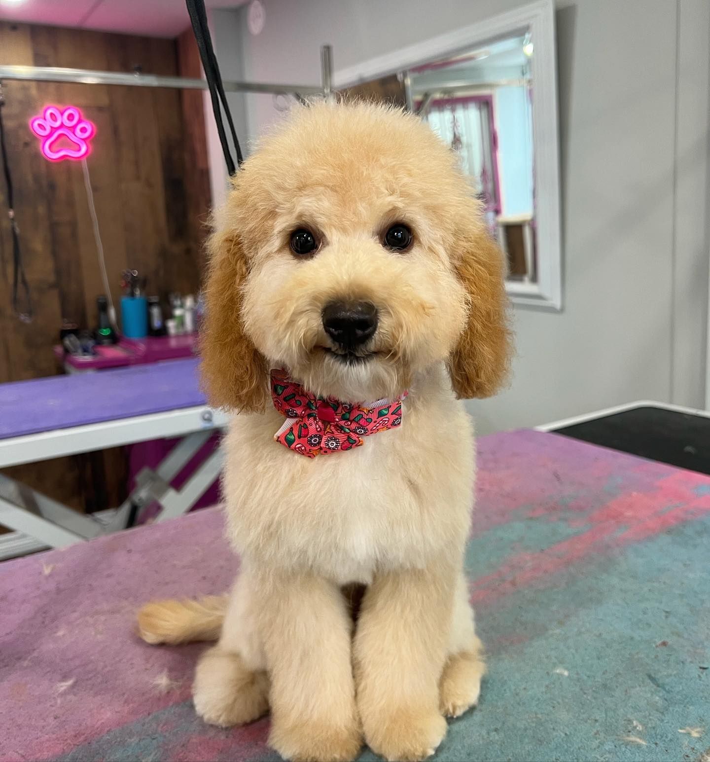 Top Dog Groomer Oshawa | Best Dog Grooming Oshawa