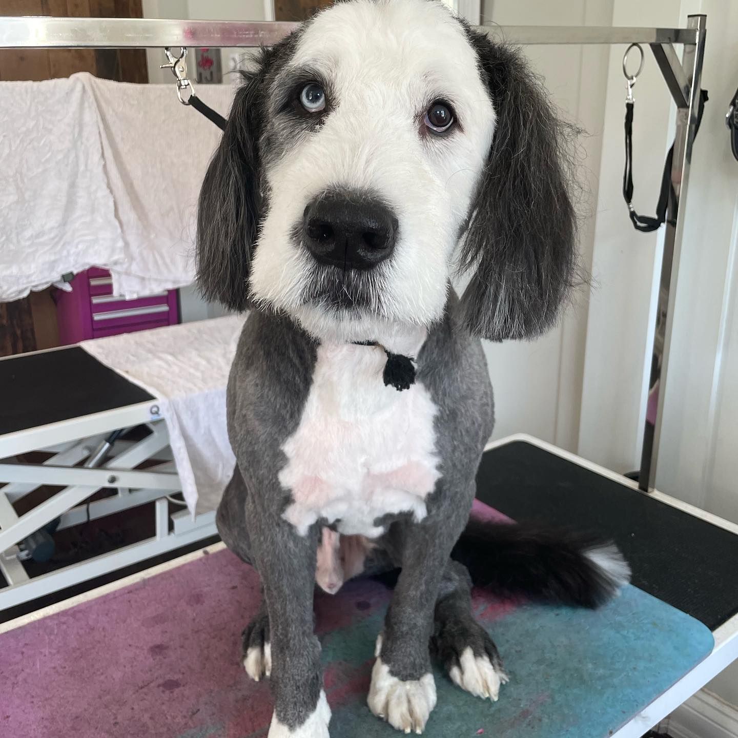 Dog Coat Colouring Oshawa | Dog De-Shedding Oshawa