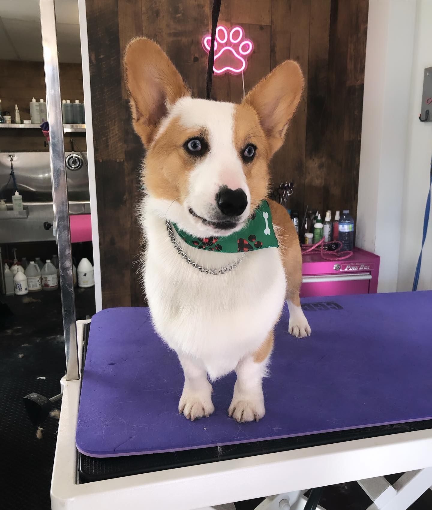 Dog Ear Hair Plucking Oshawa | Dog Teeth Cleaning Oshawa