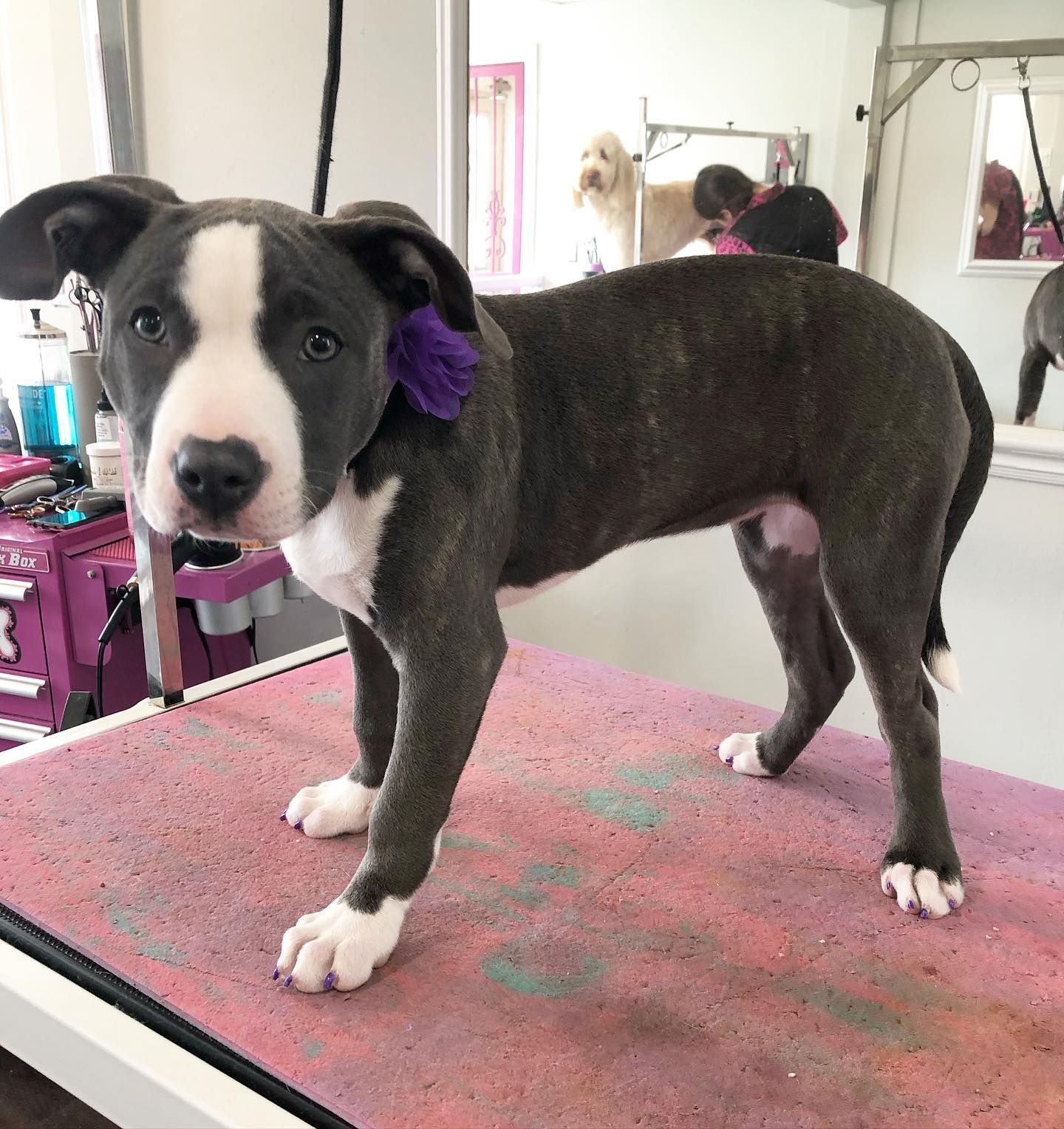 Top Pet Groomer Oshawa | Best Pet Grooming Oshawa