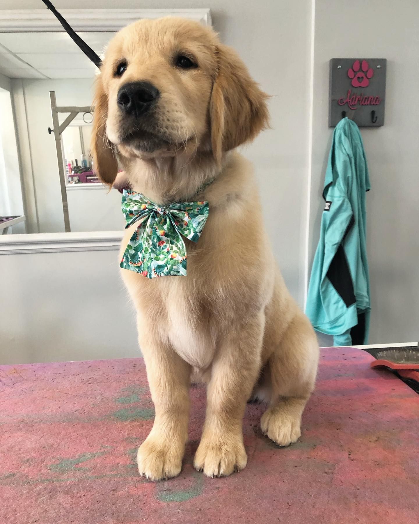 Dog Nail Polish Oshawa | Dog Nail Clipping Oshawa