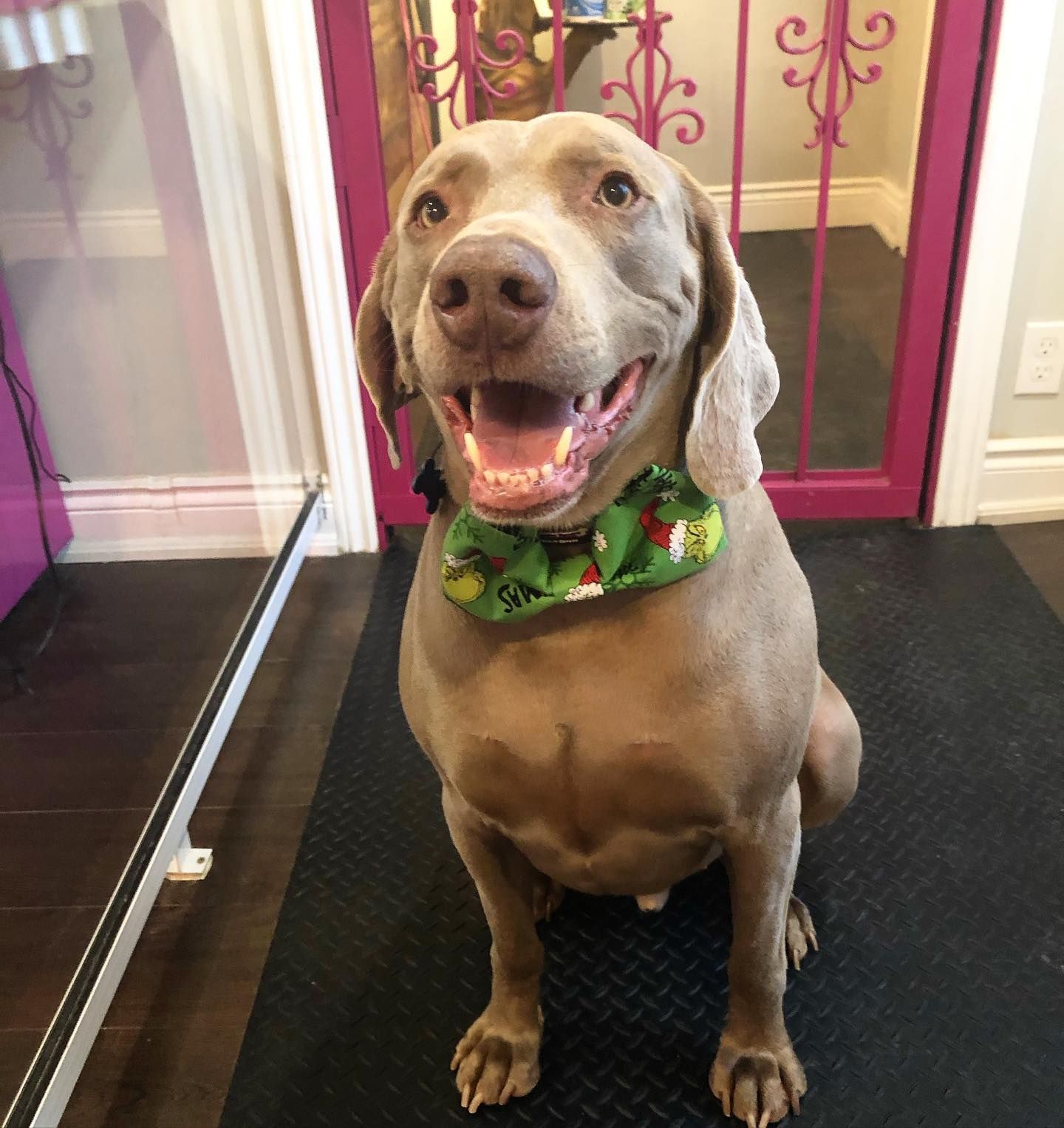 Pet Groomer Orono | Pet Grooming Orono