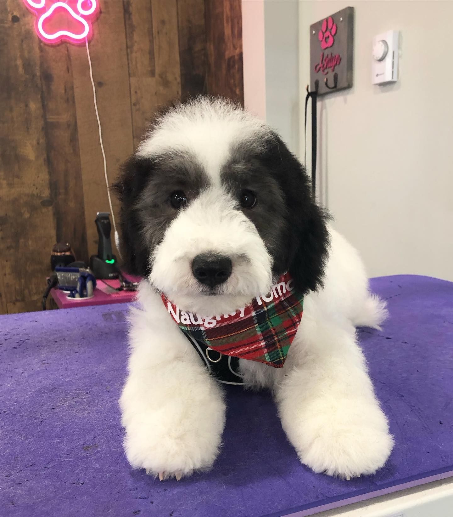 Full Dog Grooming Oshawa | Puppy Grooming Oshawa