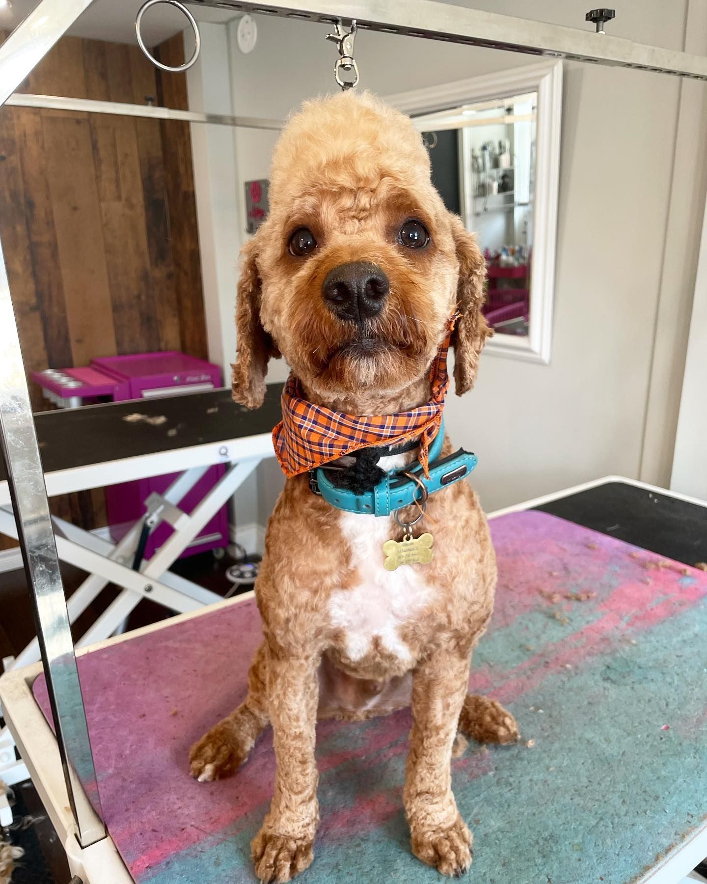 Full Dog Grooming Orono | Puppy Grooming Orono