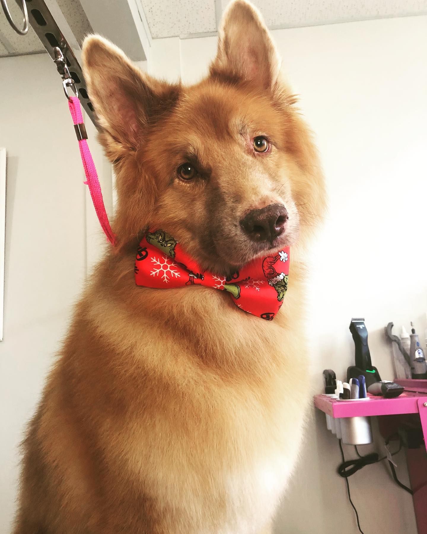 Dog Ear Hair Plucking Orono | Dog Teeth Cleaning Orono