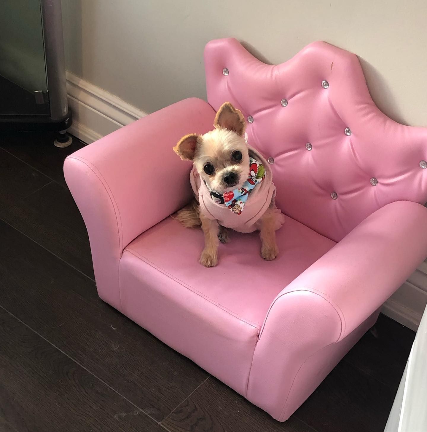 Dog Coat Colouring Orono | Dog De-Shedding Orono