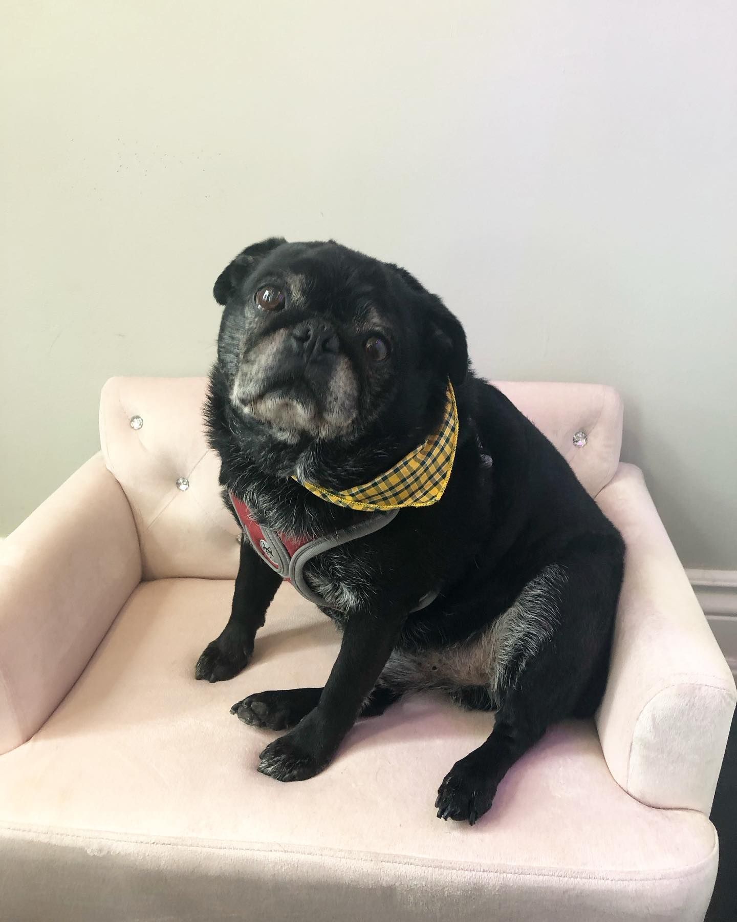 Dog Nail Polish Orono | Dog Nail Clipping Orono