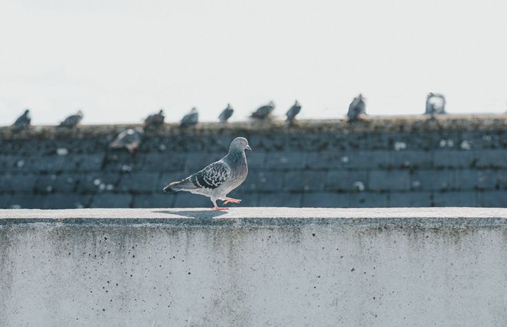 Allontanamento volatili