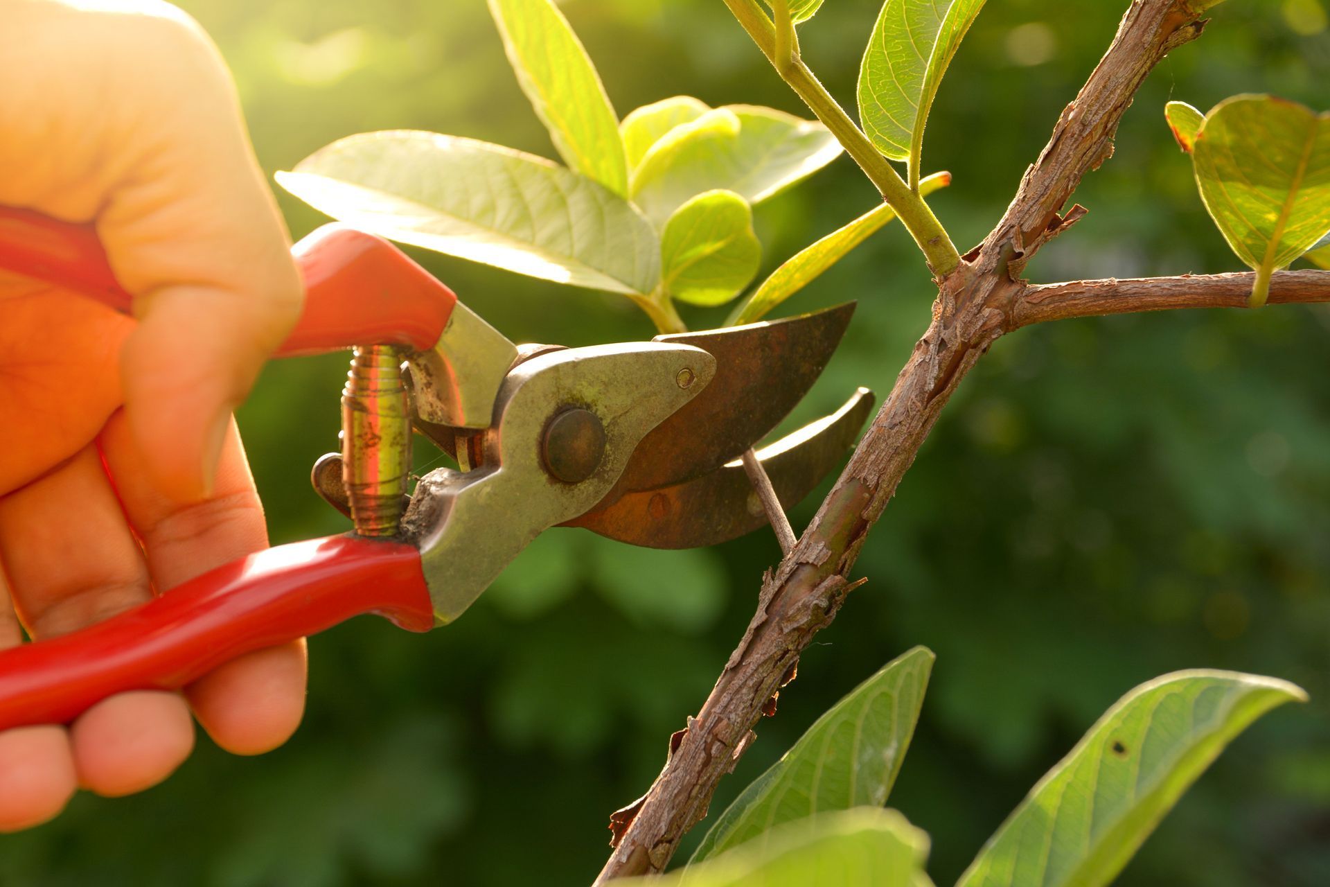 Hand using red pruning shears to cut a green tree branch with leaves