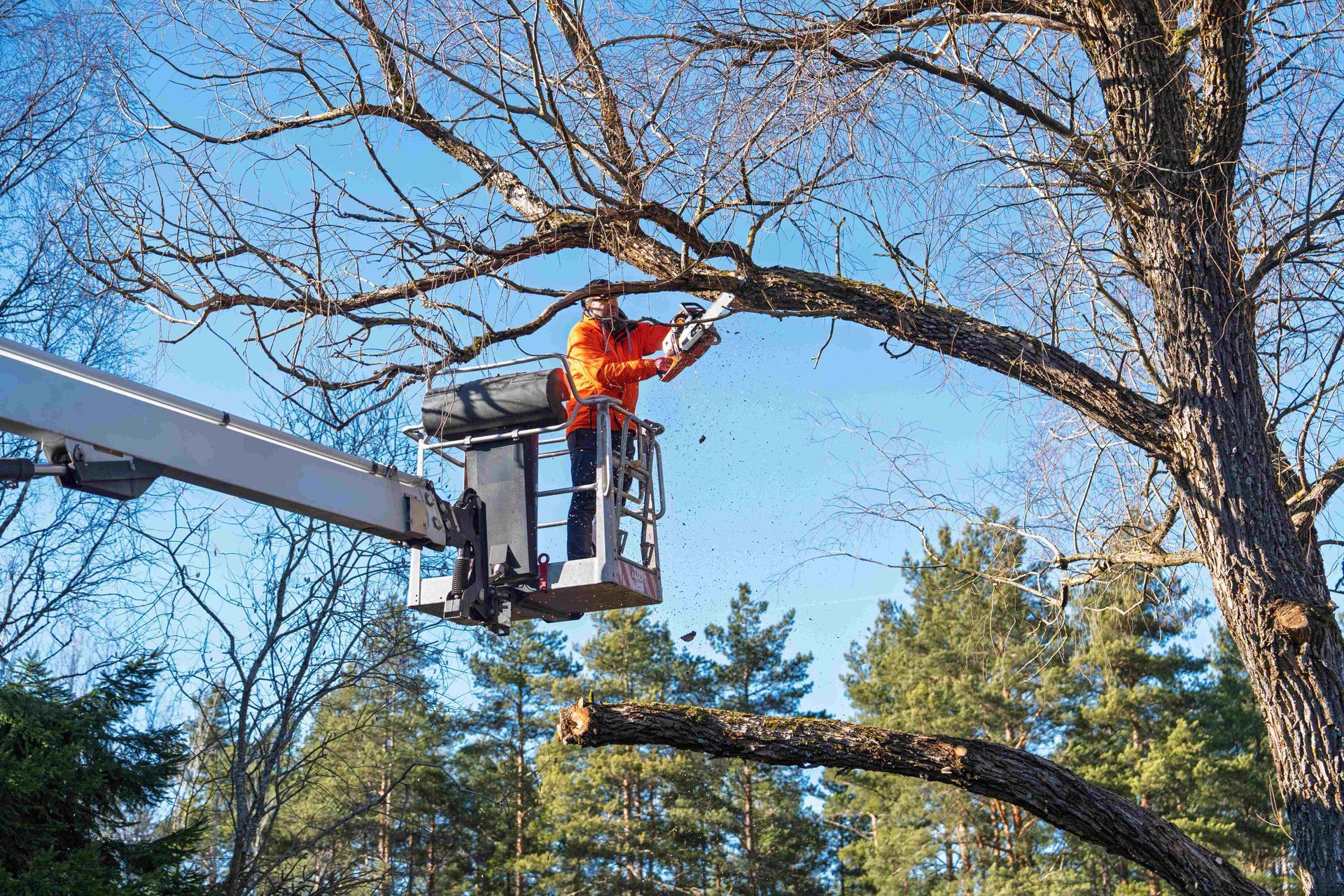 Worker in orange safety gear trims a tree from a lift bucket under blue sky.