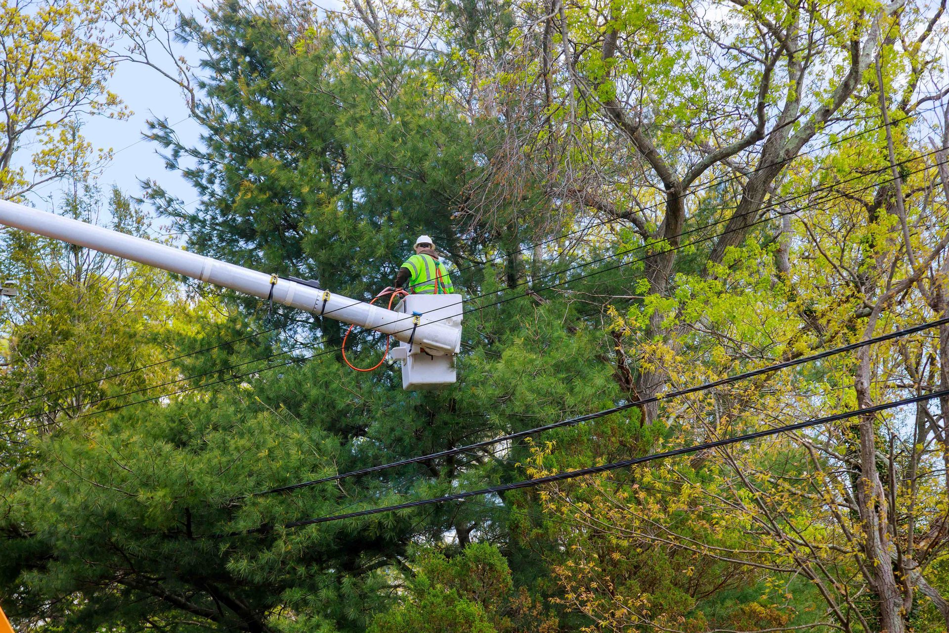 Worker in a bucket lift trimming tree branches among green foliage and power lines.