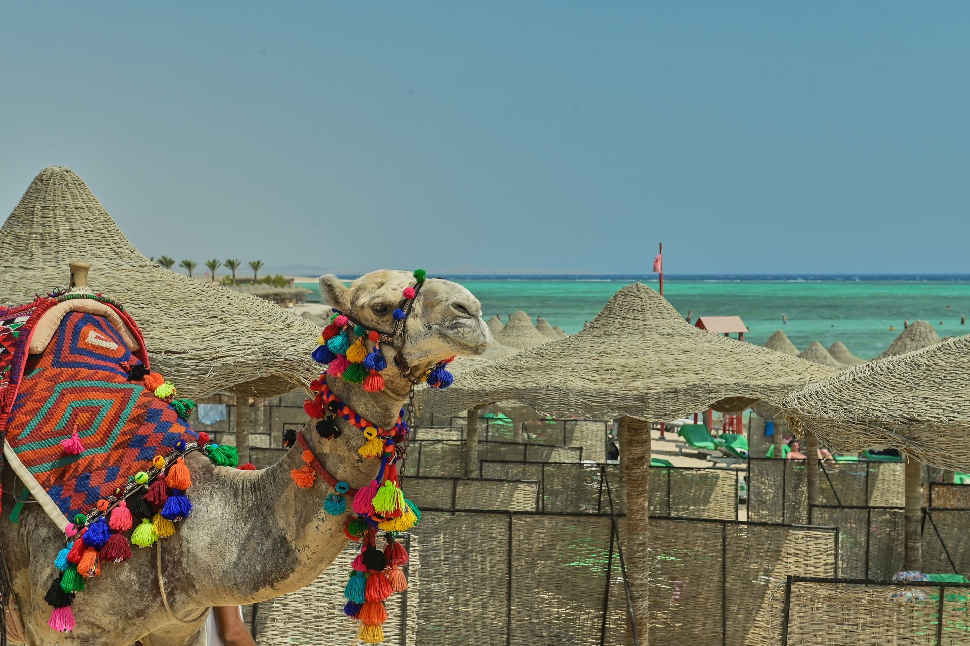 Marsa Alam, Red Sea, Egypt