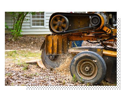 A tree stump grinder is cutting a tree stump in front of a house.