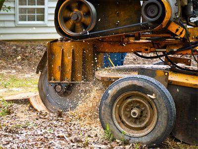 A tree stump grinder is cutting a tree stump in a yard.