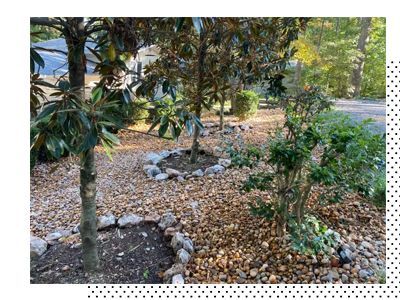 A garden with trees and rocks surrounded by leaves and mulch.