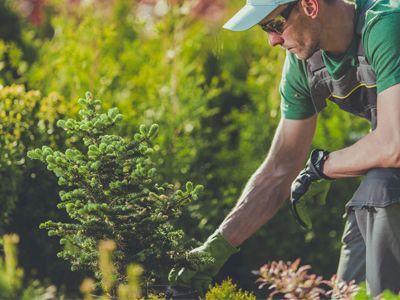 A man is planting a tree in a garden.