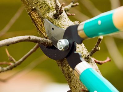 A person is cutting a tree branch with a pair of scissors.