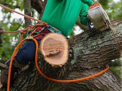 A man is cutting a tree branch with a chainsaw.