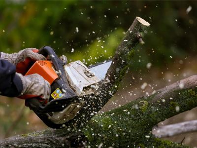 A person is cutting a tree branch with a chainsaw.