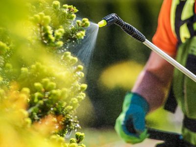 A person is spraying a plant with a sprayer.