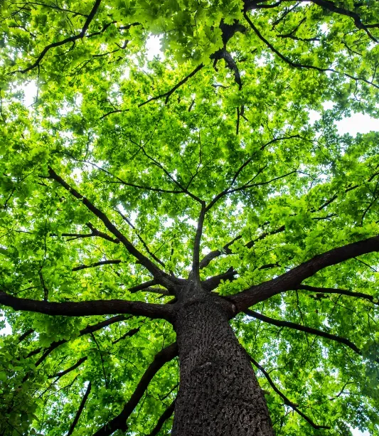 Looking up at a tall tree with vibrant green leaves and branches against a bright sky.