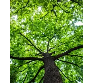 A low-angle view of a large, mature tree with a textured trunk and a lush, expansive canopy of vibrant green leaves.