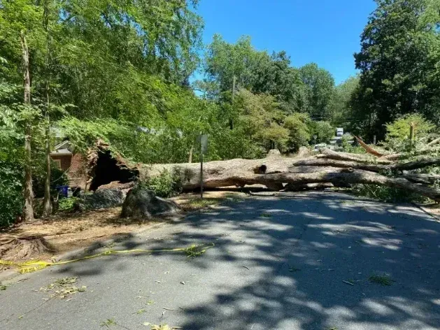Large fallen removed tree blocking a road, house on the left in Butner NC.